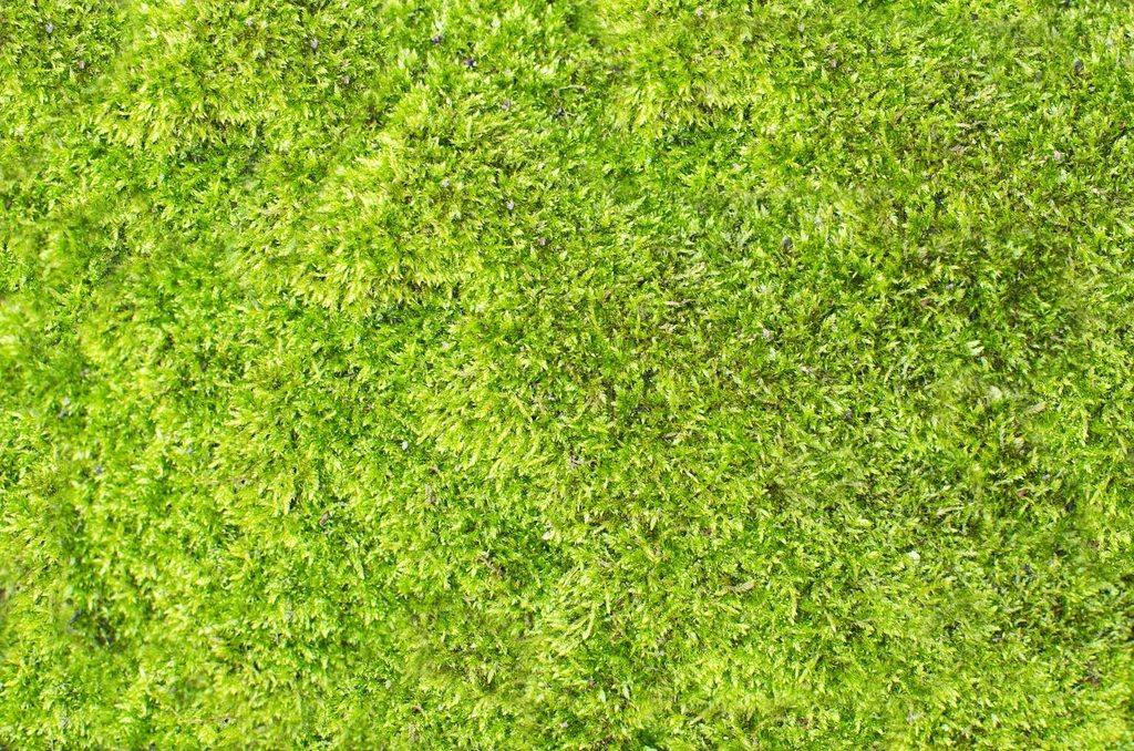 Newly installed lawn in a residential yard